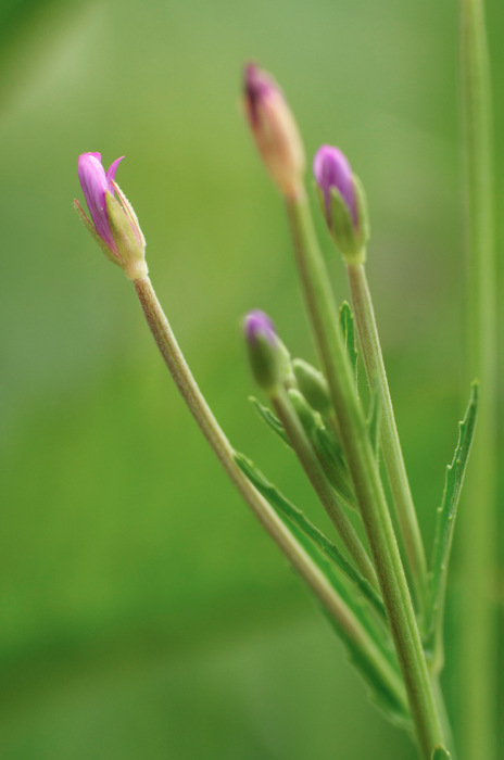Tiny Flower Buds