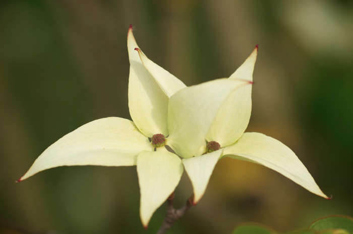 Twin Flowers