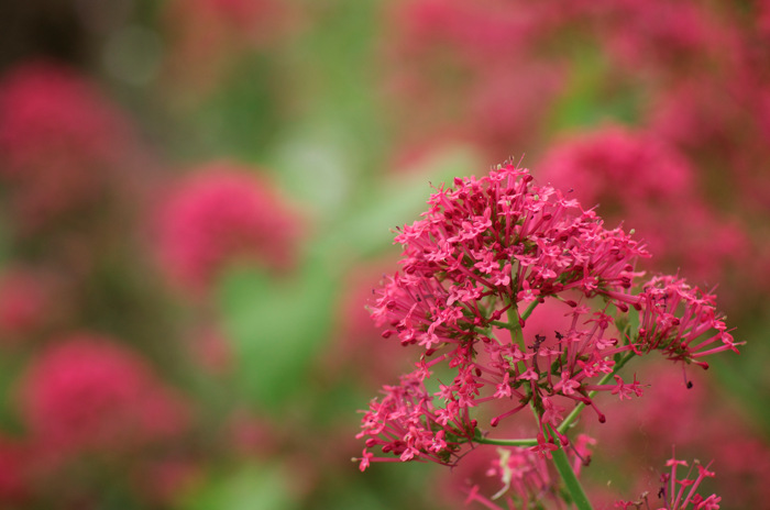 Pink Flowers
