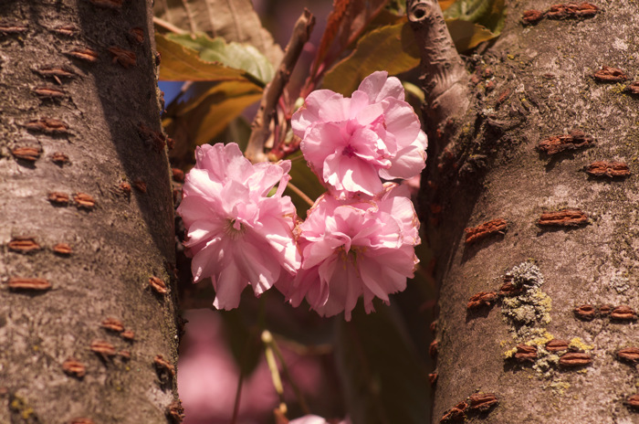 Pinkish Flowers