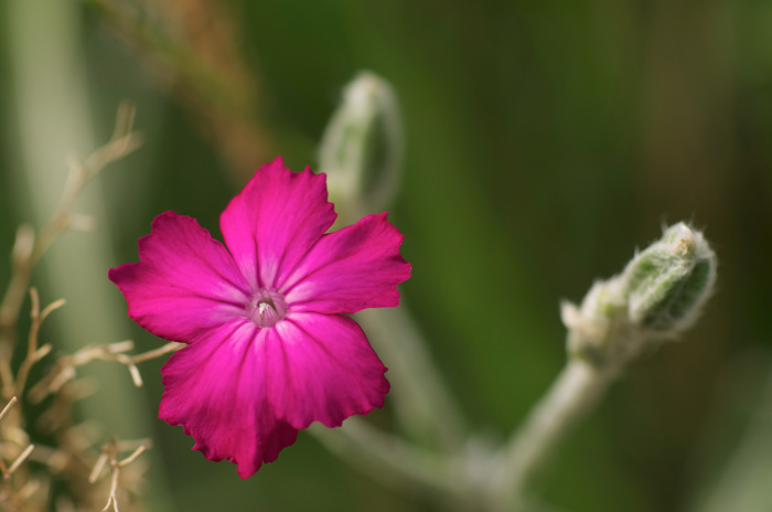Purple Flower