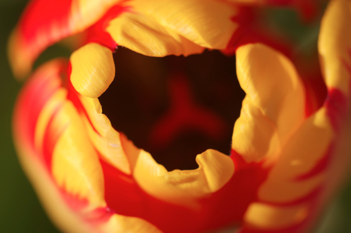 Tulip