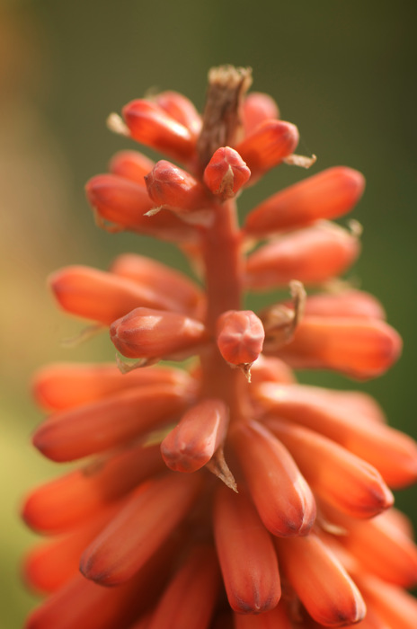 Orange Flower