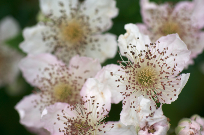 White Flowers