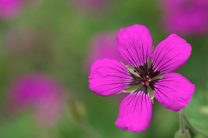 Purple Flower