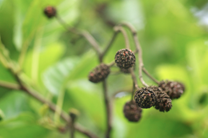 Cones