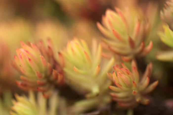 Succulent Plant