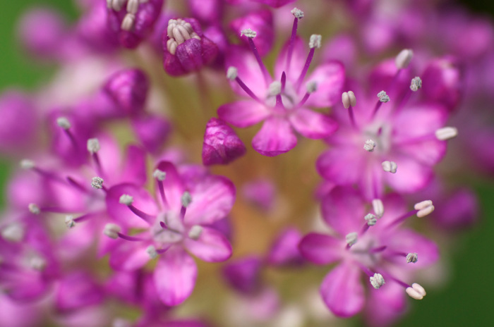 Purple Flowers