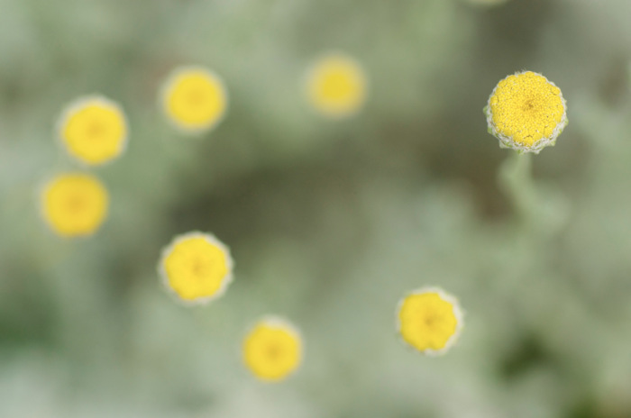 Yellow Flowers