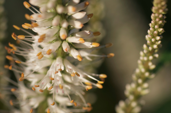 White Flowers