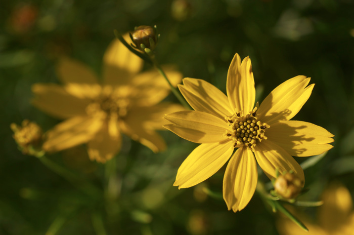 Yellow Flowers