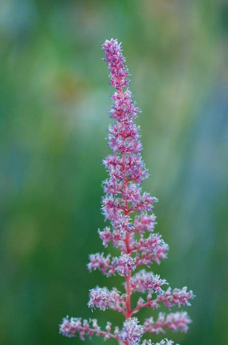 Pink Flower