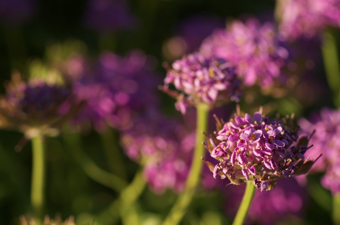 Purple Flowers