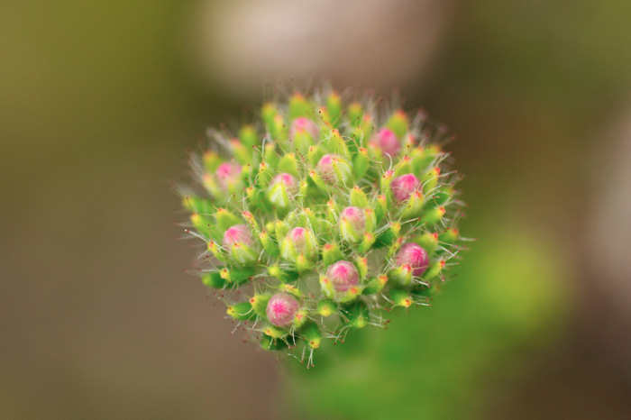 Heather Buds