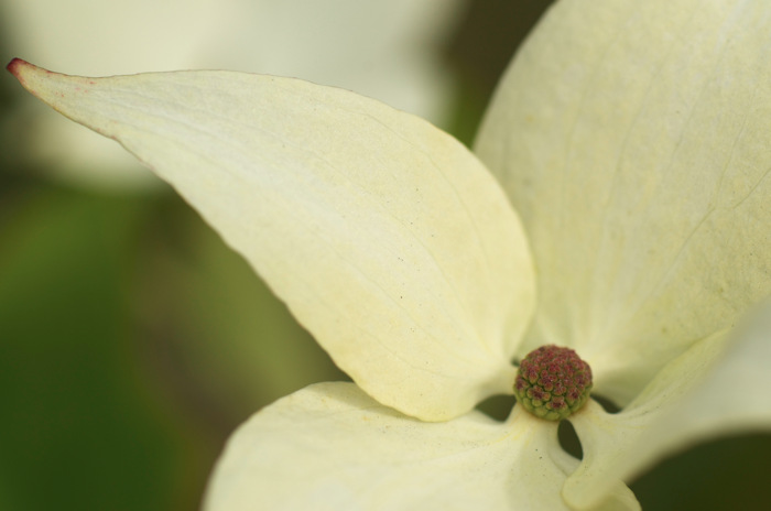 Petal