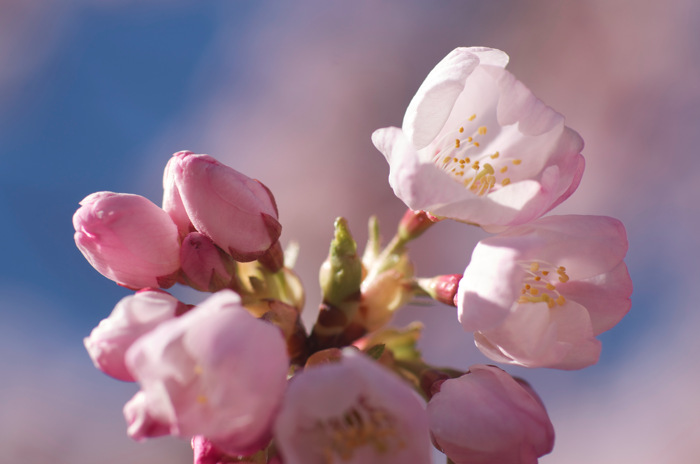 Pinkish Flowers