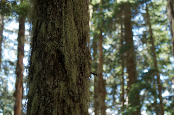 Moss