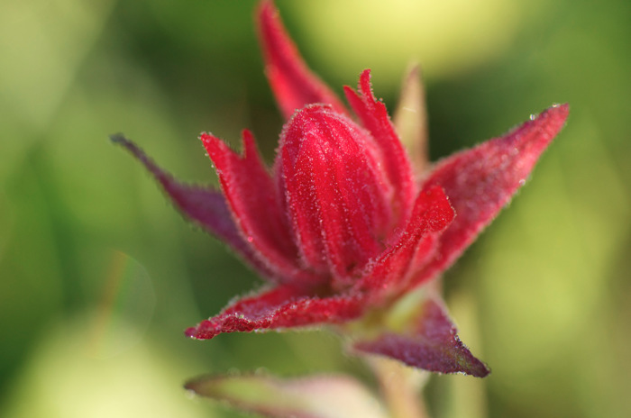 Dewy Flower