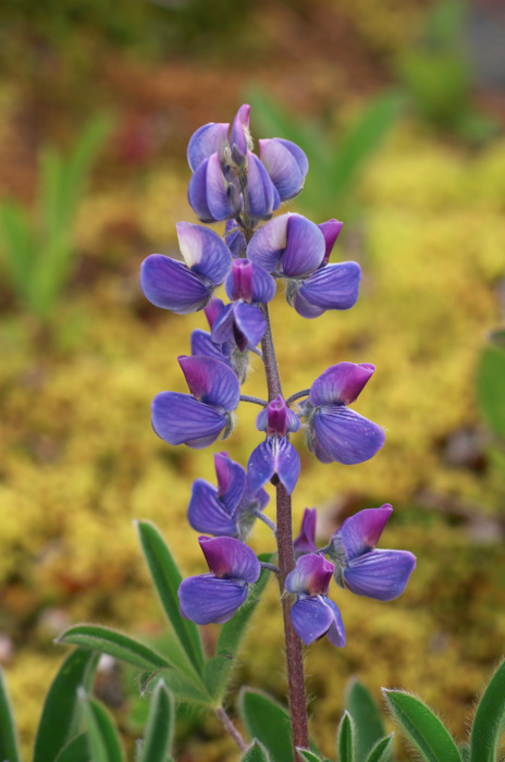 Purple Flowers