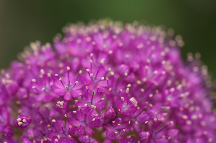 Purple Flowers