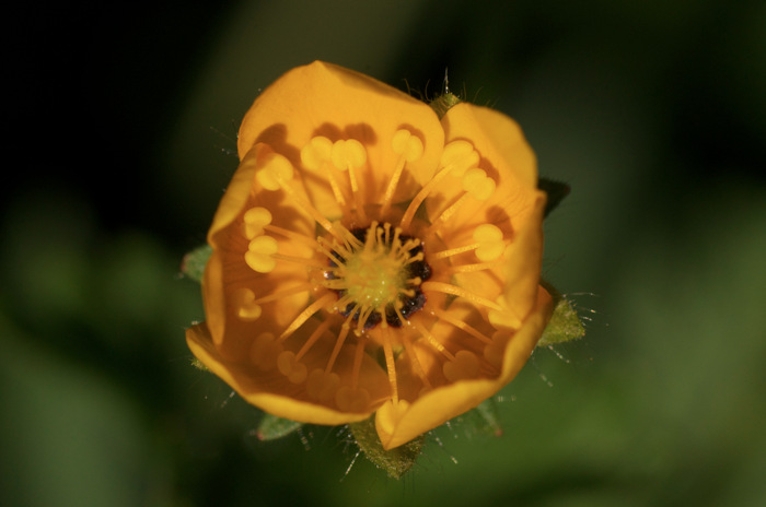 Yellow Flower