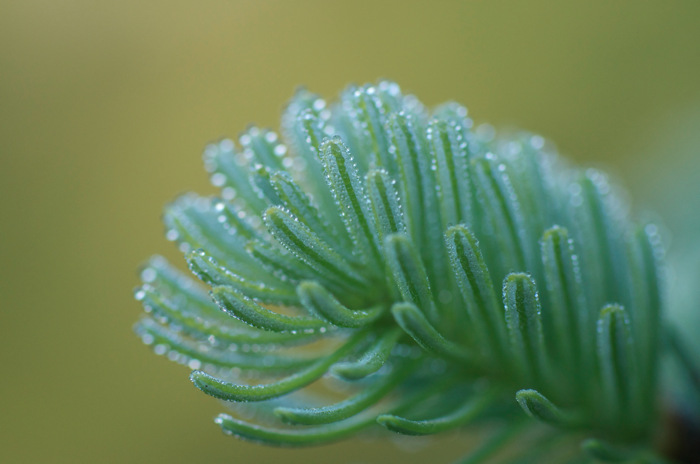 Wet Needles