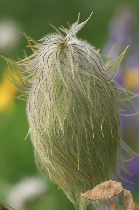 Fuzzy Plant
