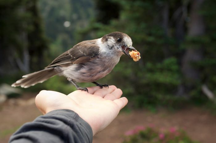Gray Jay