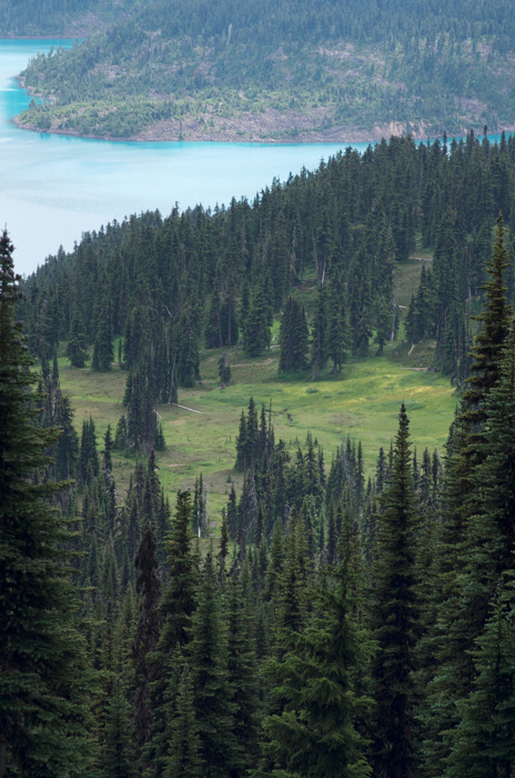 Evergreens