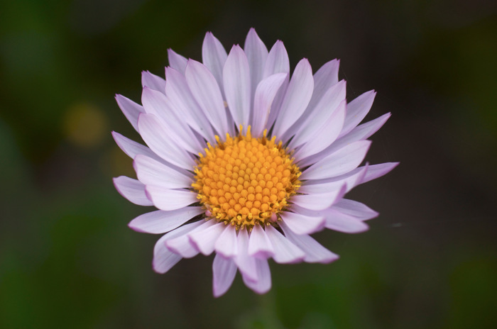 Purple Flower