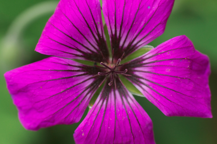 Purple Flower