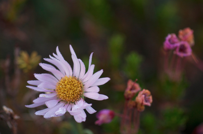 Wet Flower