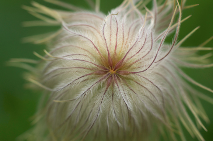 Fuzzy Plant