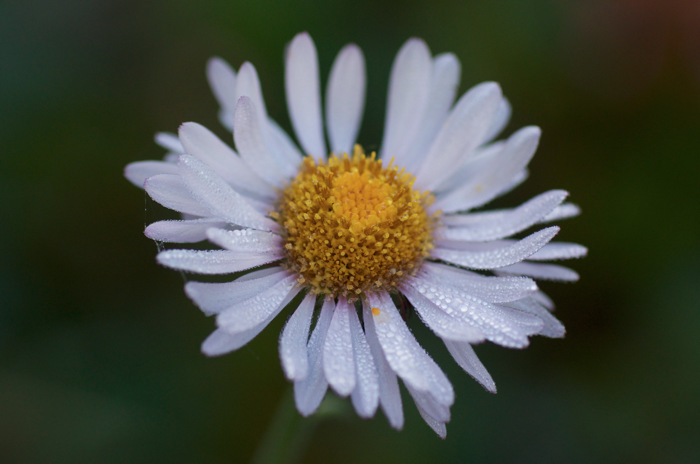 Wet Flower