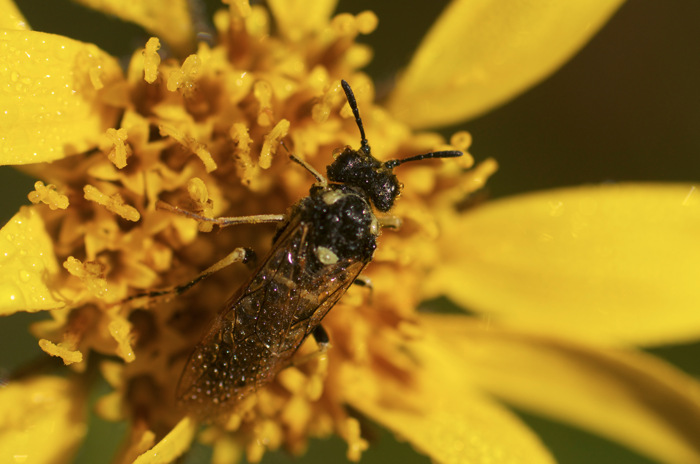 Wet Bee