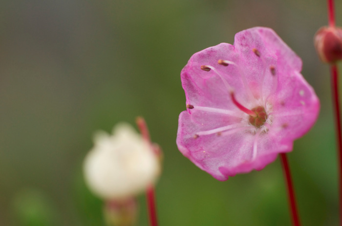 Pink Flower