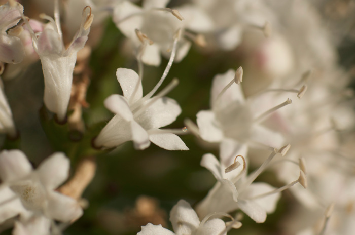 Sitka Valerian