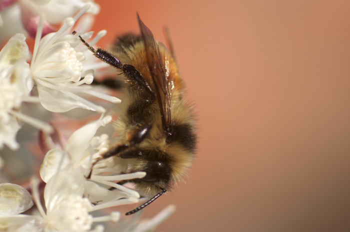 Bumble Bee