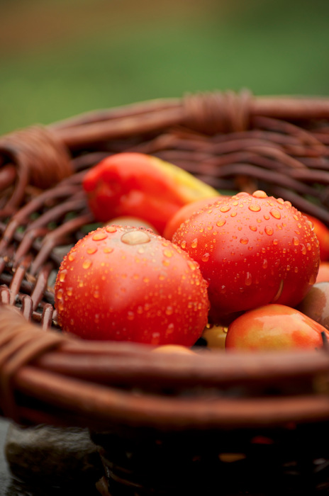 Tomatoes