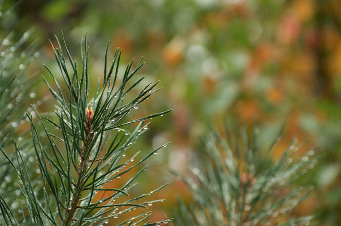Wet Pine