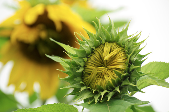 Closed Sunflower
