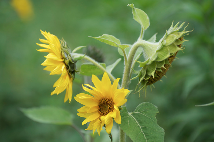Sunflowers