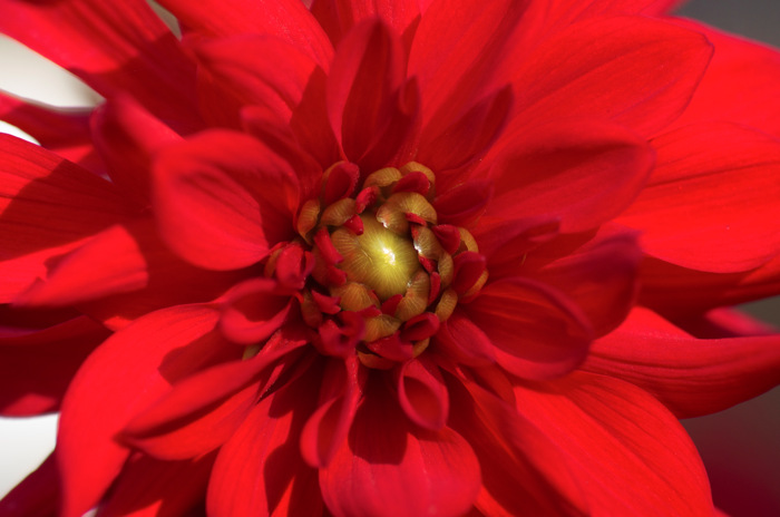 Red Flower