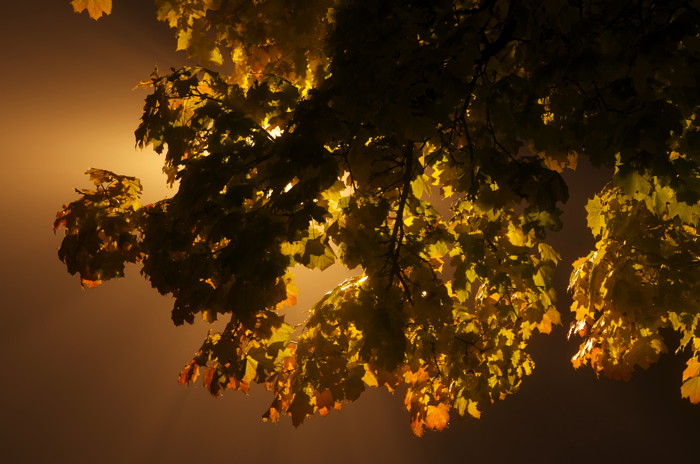 Backlit Maple Leaves