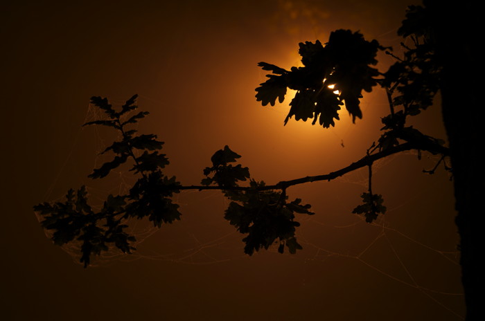 Backlit Oak Leaves