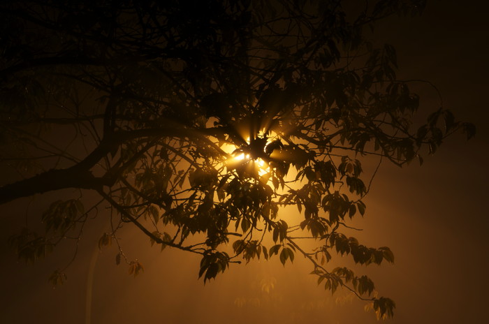 Backlit Tree