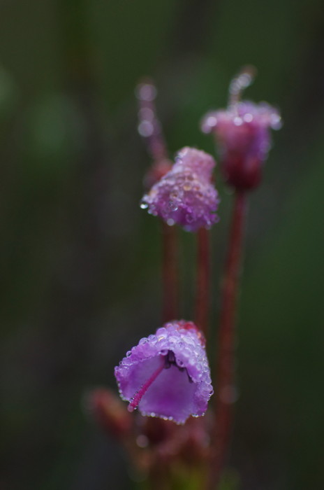 Wet Flower