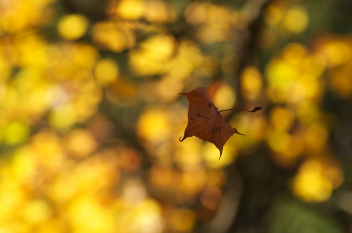 Suspended Leaf