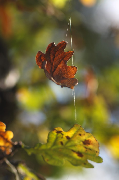 Hanging Leaf
