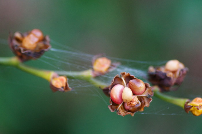 Seeds